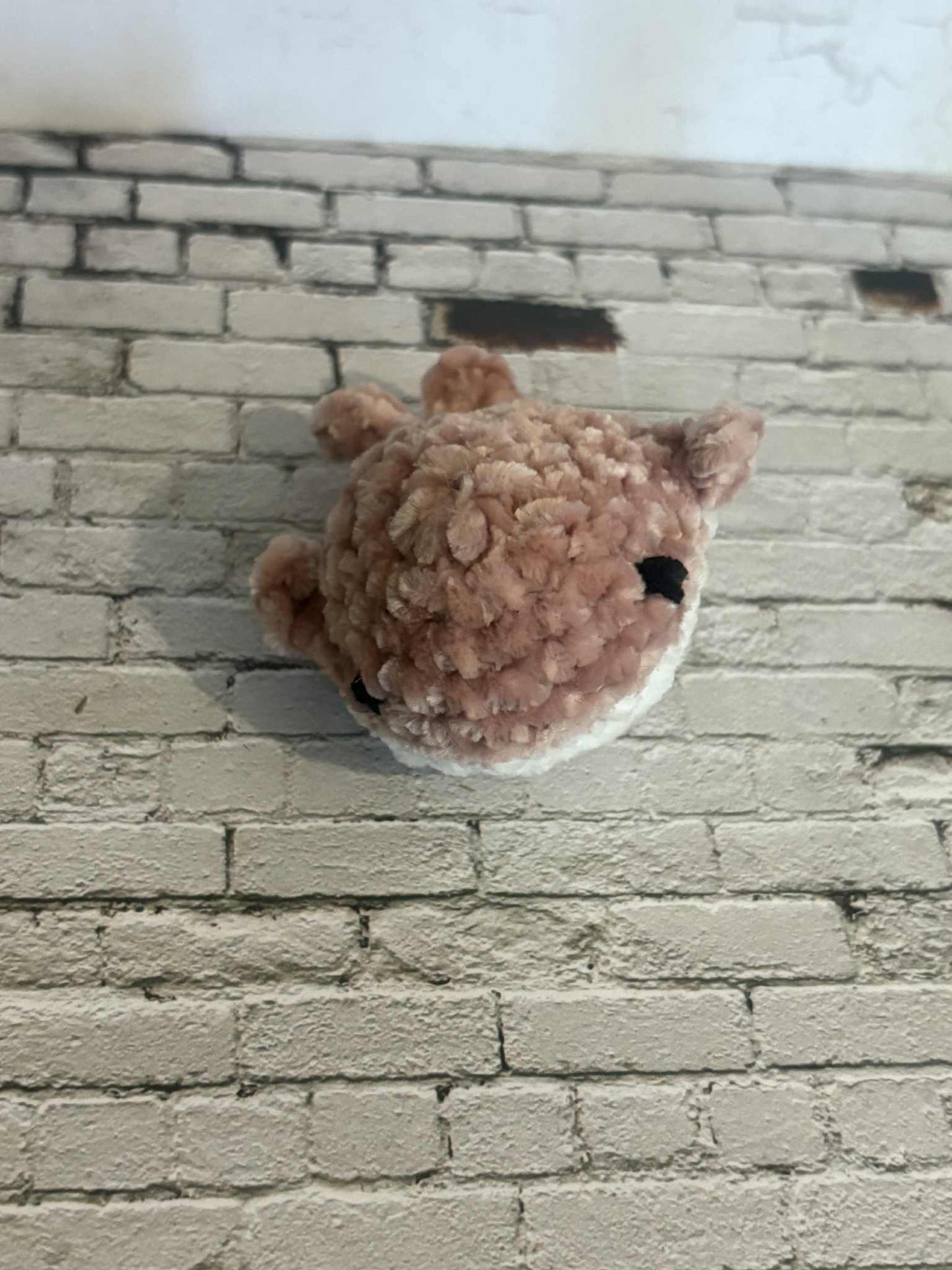 Baby Whale